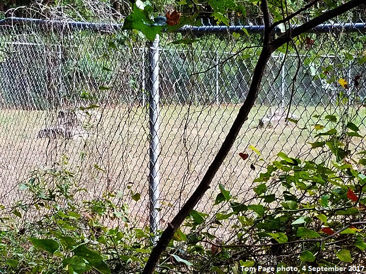 StateburgSC-GFA_Recent_TEP-.jpg StateburgSC-GFA_Recent_TEP-.jpg